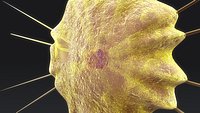 Acantharea