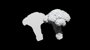 3D broccoli  cut 3D CT scan model 3 decimate 30percent