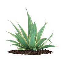 Aloe (Aloe Vera)