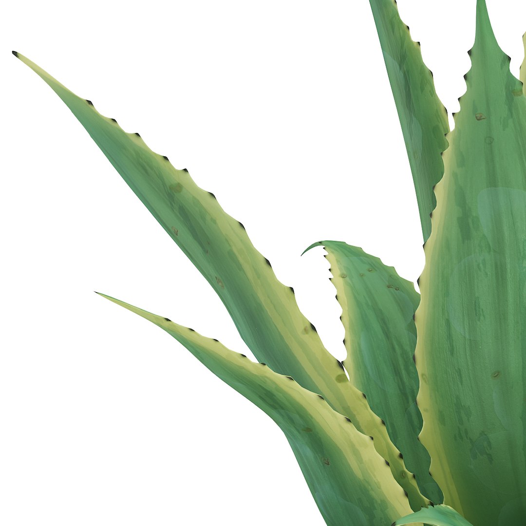 aloe plant corona 3d model https://p.turbosquid.com/ts-thumb/NH/lqNXXA/k2hWE1RL/cgaxis_models_66_04d/jpg/1466361412/1920x1080/fit_q87/55231cf9eda85e1a7b350649685675dc7a91eed3/cgaxis_models_66_04d.jpg