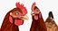 3D model rigged chickens