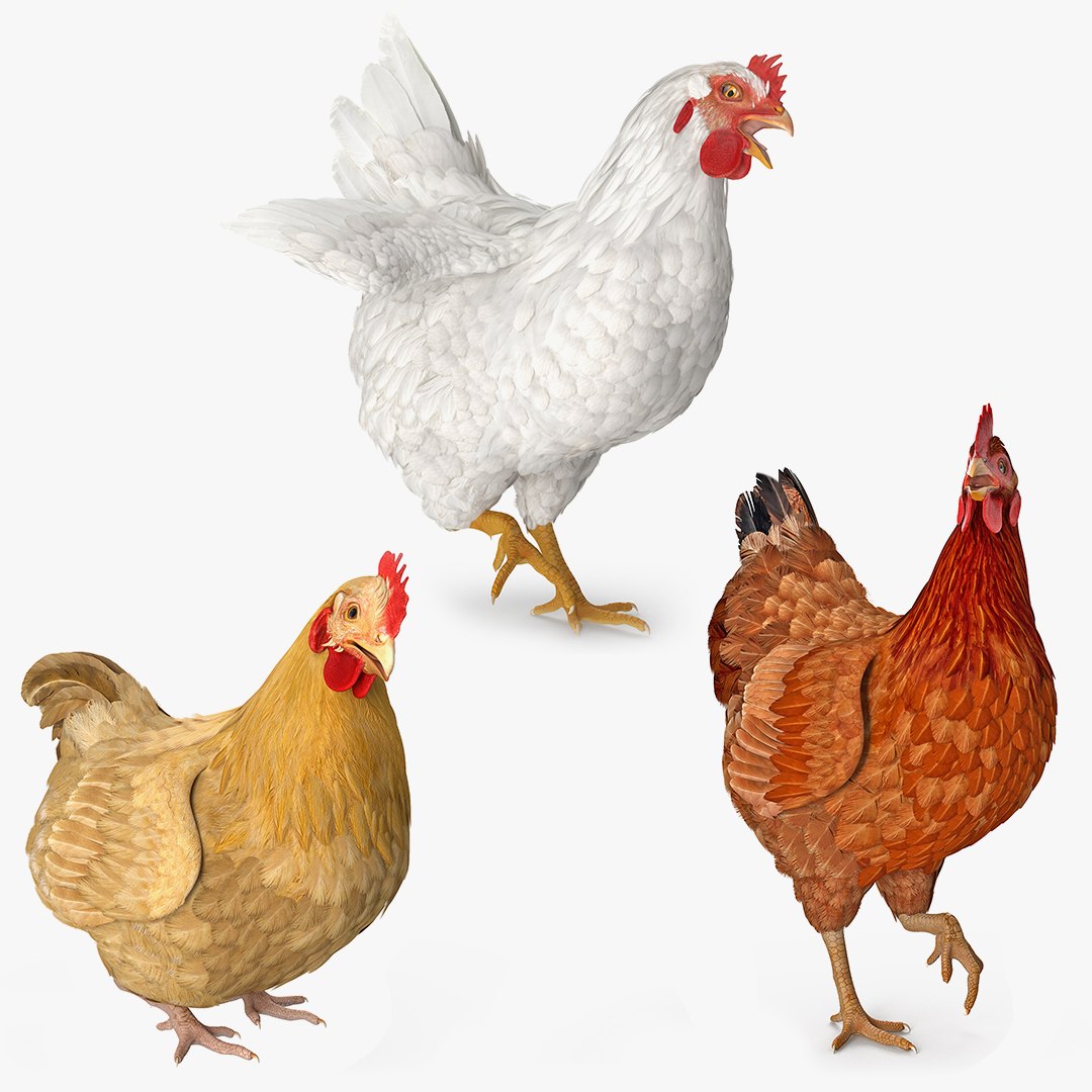 3D model rigged chickens https://p.turbosquid.com/ts-thumb/NH/n26wKb/5vV4z92W/rigged_chickens_collection_for_cinema_4d_c4d_01/jpg/1582621308/1920x1080/fit_q87/a3e29d3f63ab801bd5c73a1499baa55028e5c37c/rigged_chickens_collection_for_cinema_4d_c4d_01.jpg