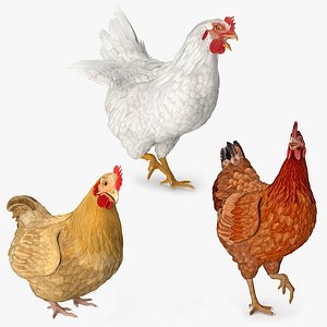 3D model rigged chickens