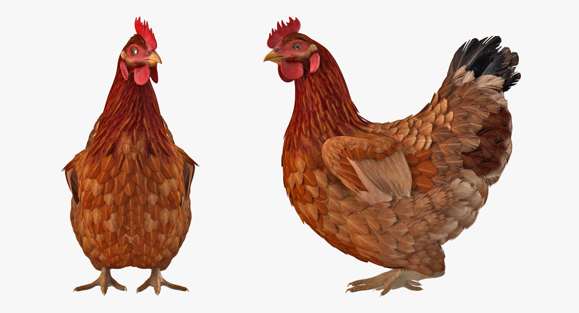 3D model rigged chickens - TurboSquid 1514779