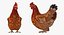 3D model rigged chickens