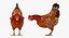 3D model rigged chickens