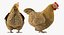 3D model rigged chickens