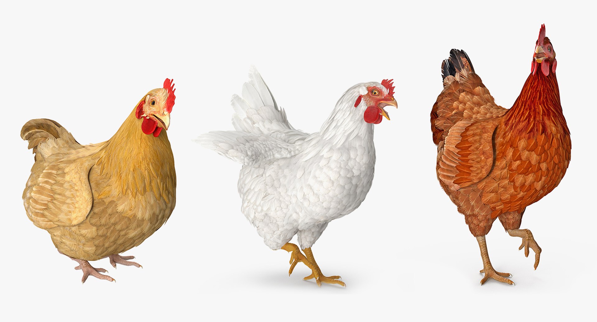 Rigged Chickens Collection for Cinema 4D 3D model preview