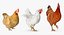 3D model rigged chickens