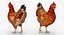 3D model rigged chickens