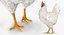 3D model rigged chickens