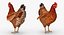3D model rigged chickens