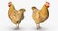 3D model rigged chickens