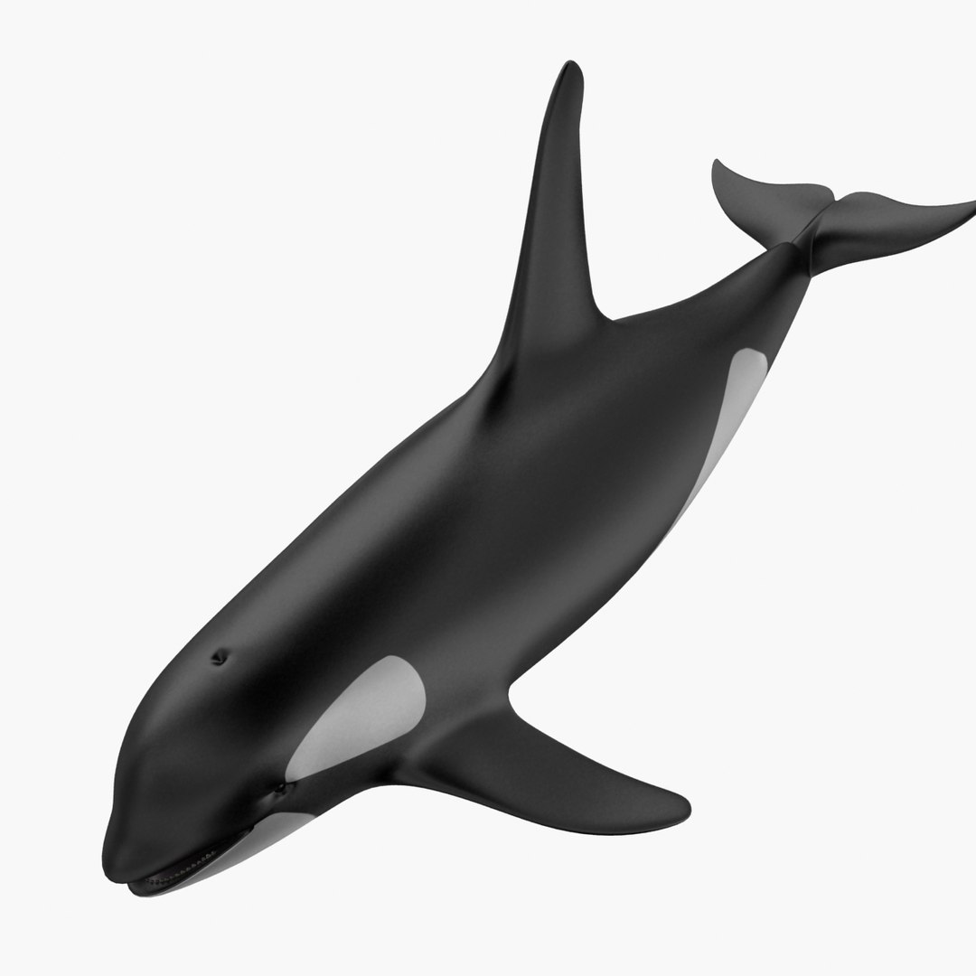 3d Model Orca Killer Whale