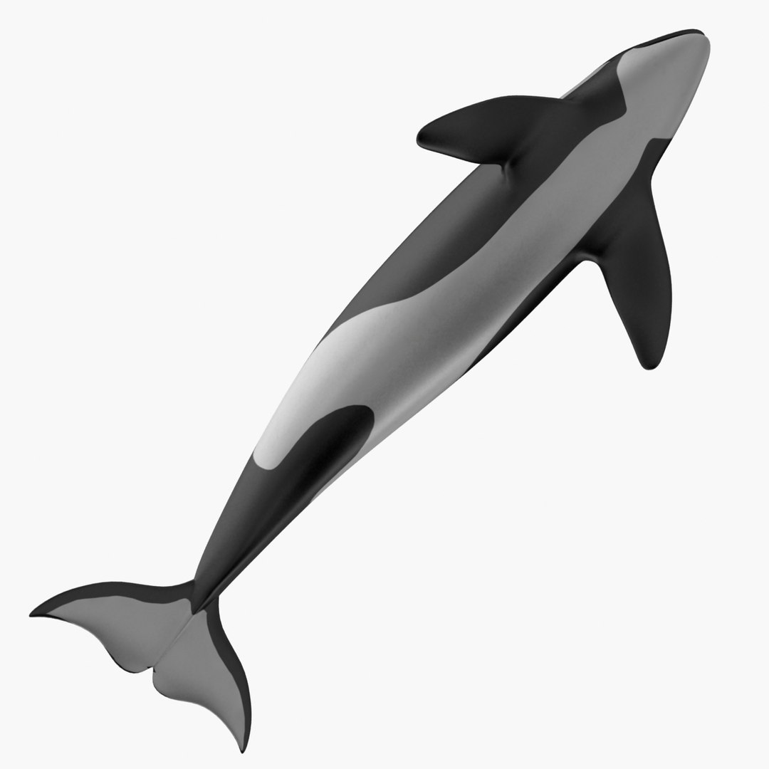 3d Model Orca Killer Whale
