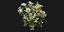 Collection plant vol 267 - blender model