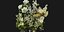 Collection plant vol 267 - blender model