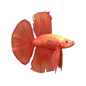 Betta Fish 1 3D model