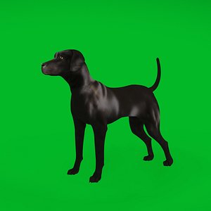 Afador Dog