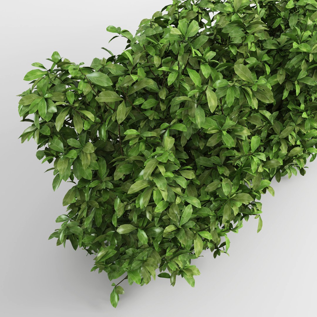 hedge iii max https://p.turbosquid.com/ts-thumb/NI/3MBpZg/gUGKwz1m/hedge_plants6/jpg/1540404858/1920x1080/fit_q87/04ad9fb368c5bfb8b431e22aac8d9d4dd5a2999a/hedge_plants6.jpg