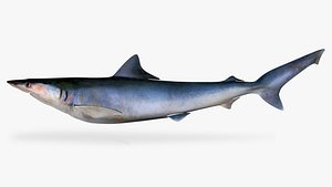 pacific sharpnose shark rhizoprionodon model