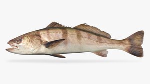 white seabass 3D