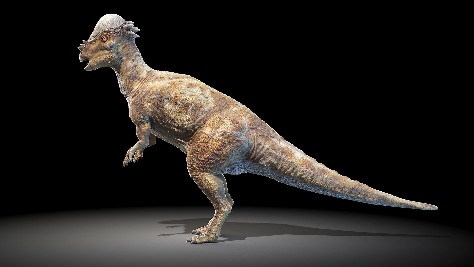 Pachycephalosaurus p model - TurboSquid 1597702