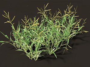 Paspalum wettsteinii - Broadleaf Paspalum model
