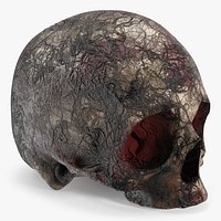 Anatomical Horror Skull