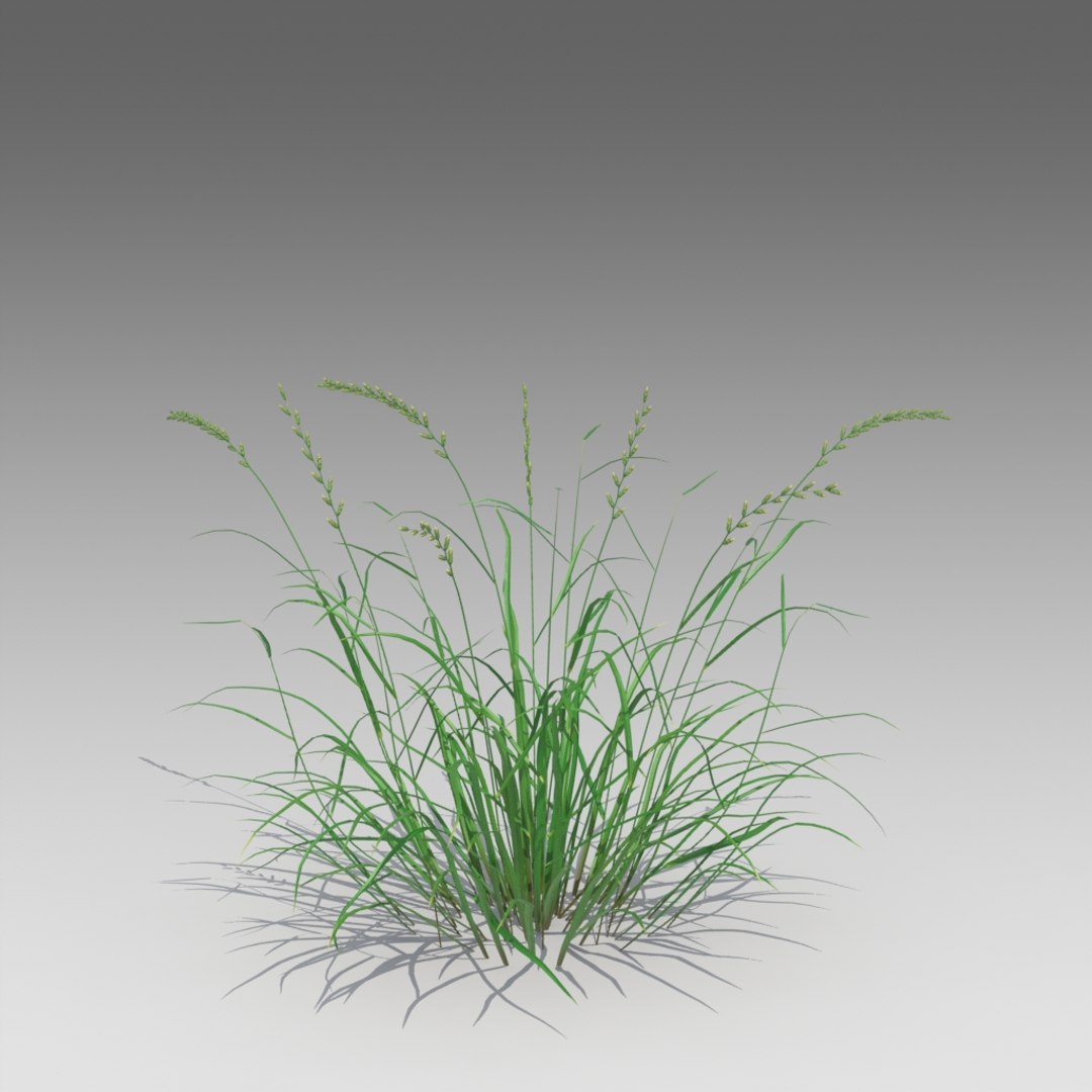 3d Annual Ryegrass Grass Model