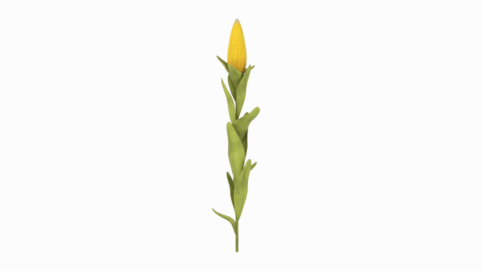 Corn Plant 3D model https://p.turbosquid.com/ts-thumb/NI/iW9vmp/3M/corn_13/png/1778806905/1920x1080/fit_q87/053b0d15aed23268b3b79188fd7c9de16b71e4a4/corn_13.jpg
