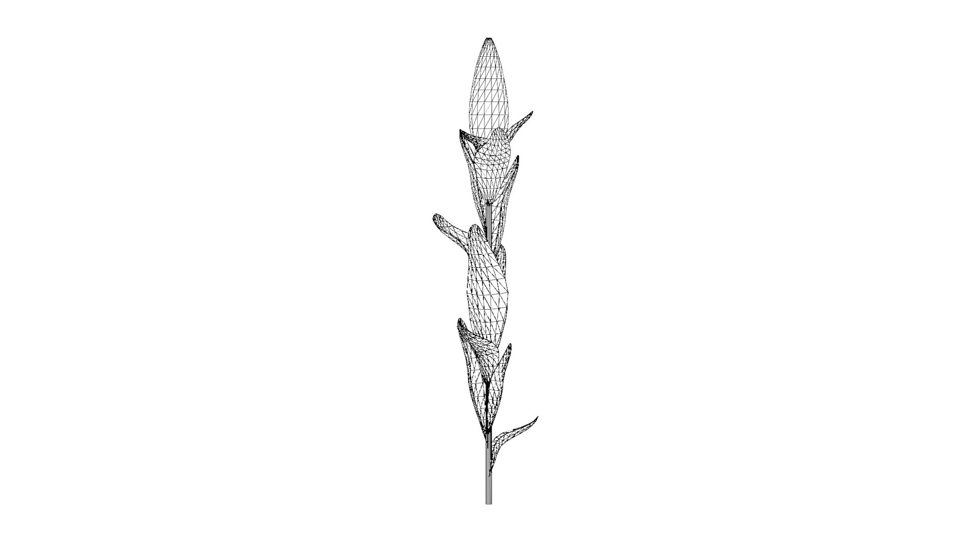 Corn Plant 3D model https://p.turbosquid.com/ts-thumb/NI/iW9vmp/9C/37_corn_wireframe/png/1778806990/1920x1080/fit_q87/710c8a2091c5a4b2f1d760cc4cc2cbe11aa93d09/37_corn_wireframe.jpg