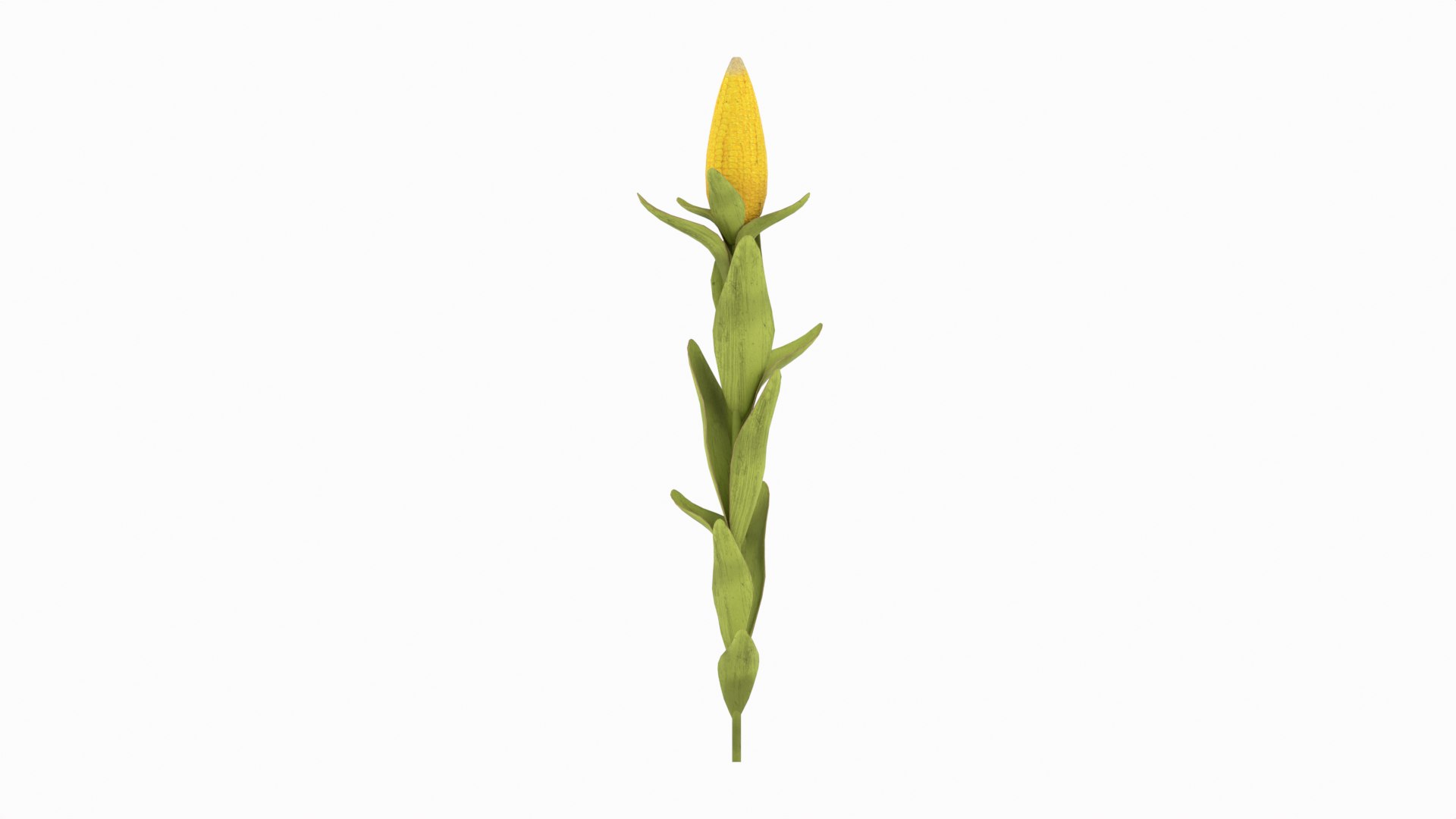 Corn Plant 3D model https://p.turbosquid.com/ts-thumb/NI/iW9vmp/DF/corn_09/png/1778806900/1920x1080/fit_q87/233342ab1975aa80f2f7bb9bbbfb4bea99802544/corn_09.jpg