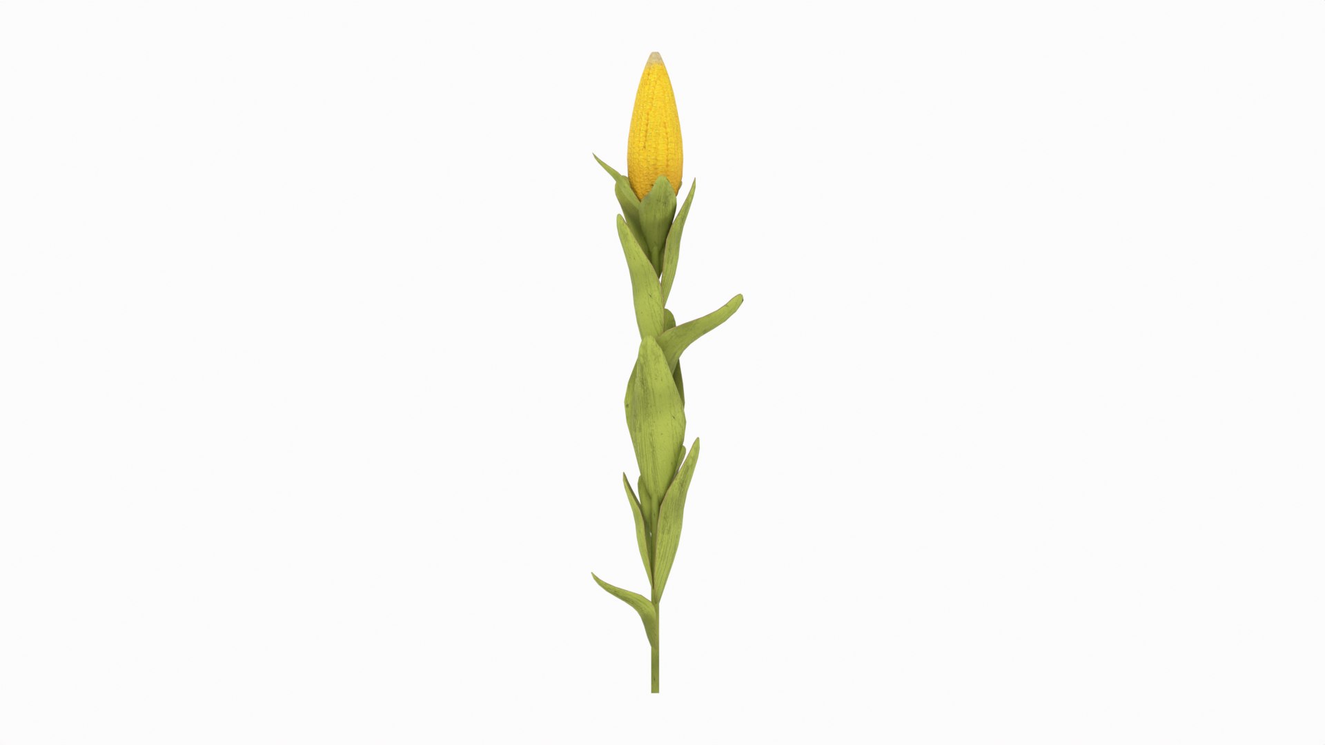 Corn Plant 3D model https://p.turbosquid.com/ts-thumb/NI/iW9vmp/K4/corn_12/png/1778806905/1920x1080/fit_q87/be54284dd4040af6c34b758b07da8582c6391ca8/corn_12.jpg