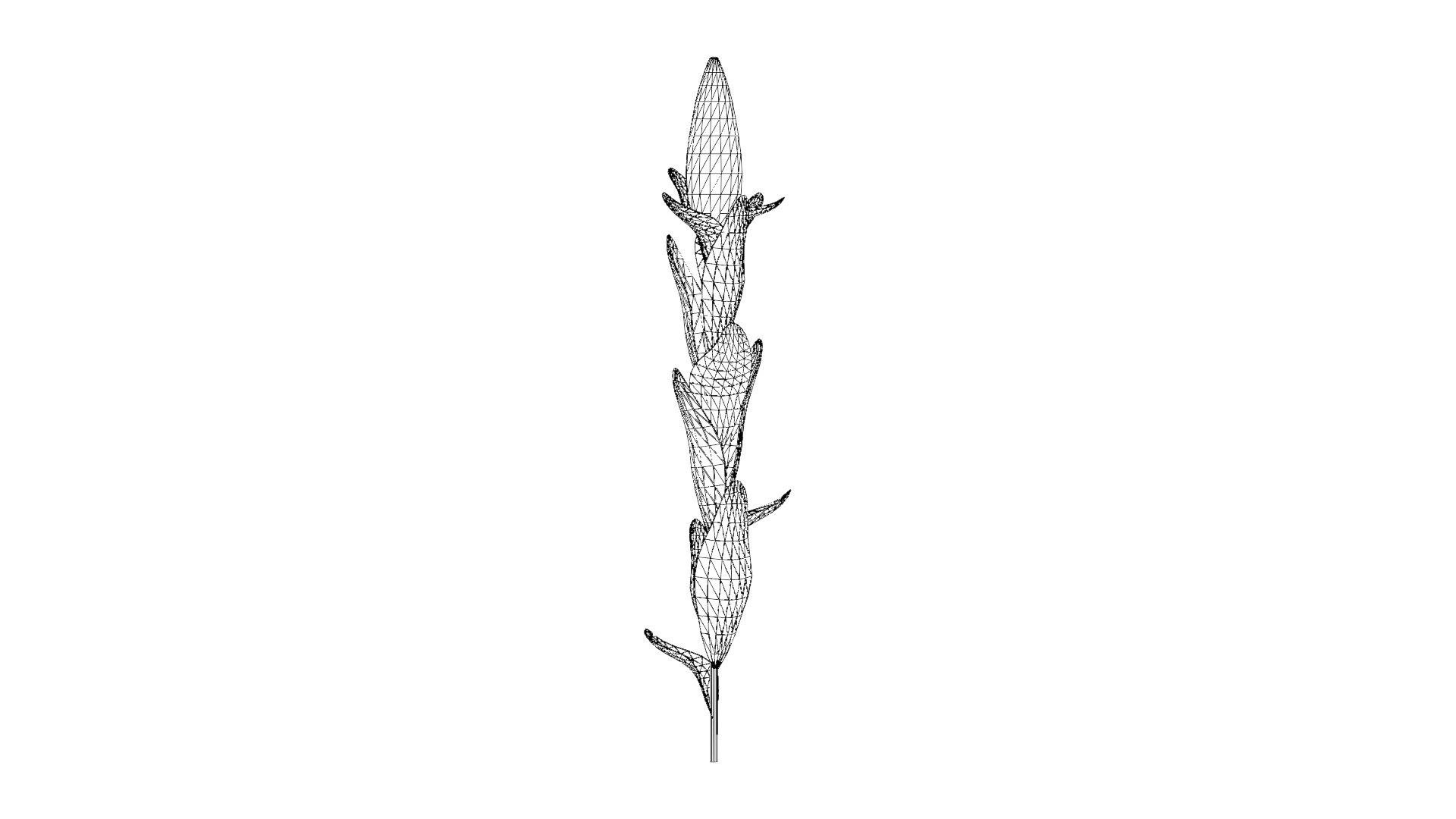 Corn Plant 3D model https://p.turbosquid.com/ts-thumb/NI/iW9vmp/OD/46_corn_wireframe/png/1778806997/1920x1080/fit_q87/2b773c9d651115c7fdcffdd8e0a7d30467f1ed29/46_corn_wireframe.jpg