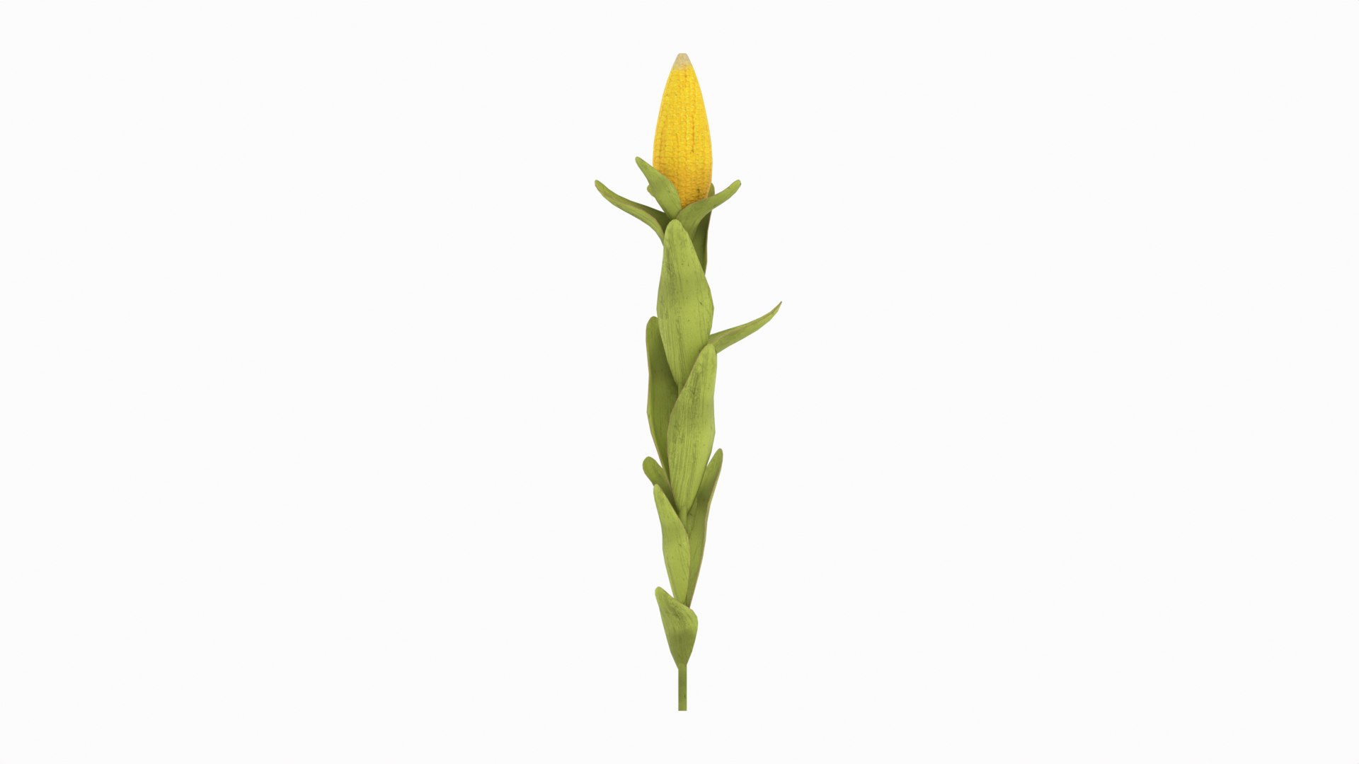 Corn Plant 3D model https://p.turbosquid.com/ts-thumb/NI/iW9vmp/OF/corn_10/png/1778806900/1920x1080/fit_q87/471807927ba804cf5e900edf284d8545ed17f1cd/corn_10.jpg