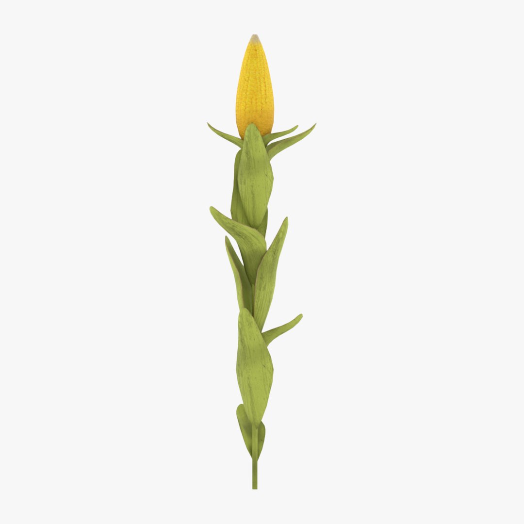 Corn Plant 3D model https://p.turbosquid.com/ts-thumb/NI/iW9vmp/Rr/corn_search/png/1778806883/1920x1080/fit_q87/c02646e094cda95c570a70cb5263ba10a9a78844/corn_search.jpg