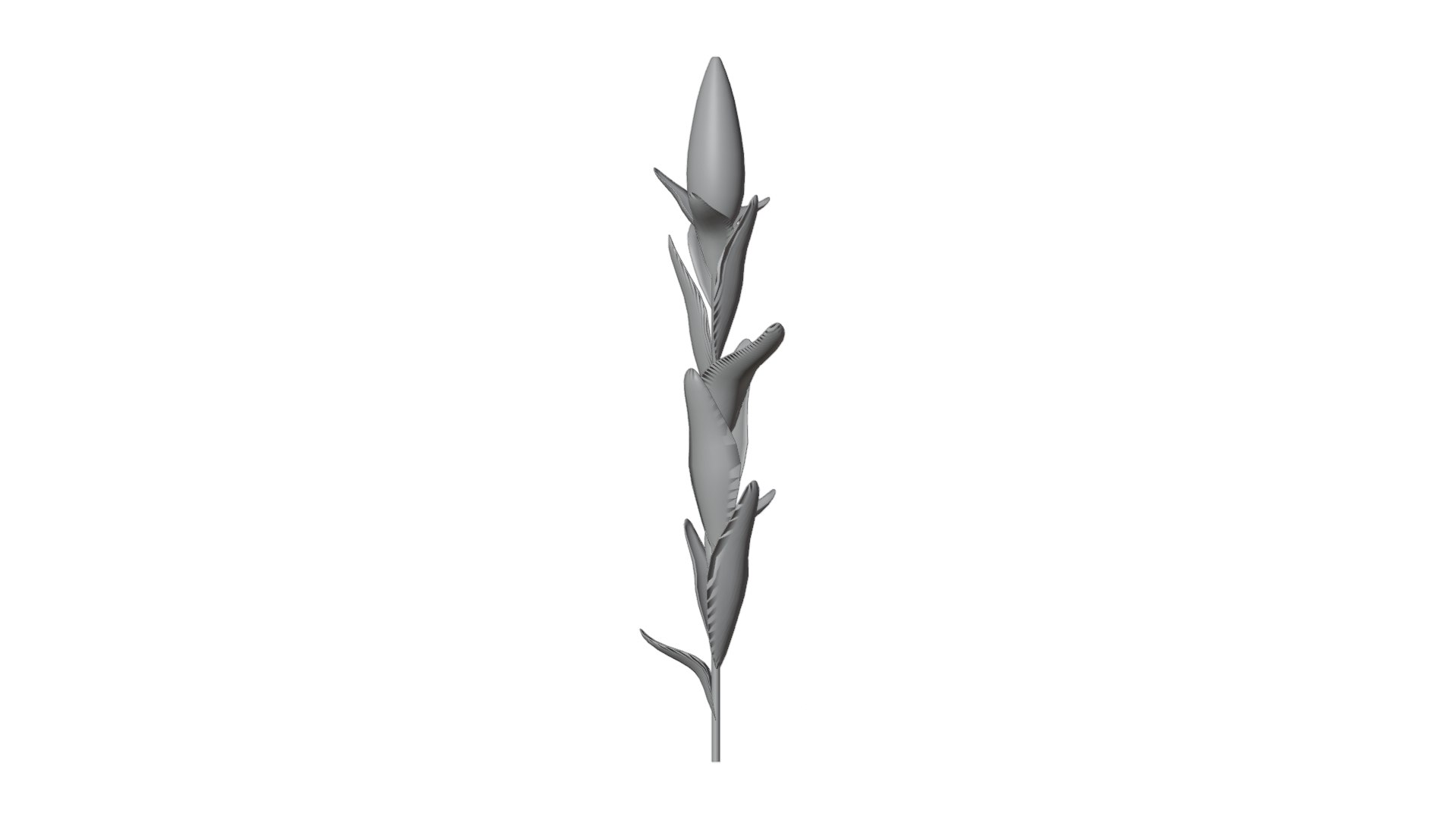 Corn Plant 3D model https://p.turbosquid.com/ts-thumb/NI/iW9vmp/eL/30_corn_solid/png/1778806984/1920x1080/fit_q87/6642f308e9ac1a1f62d5df69bc0408d93d928ab0/30_corn_solid.jpg