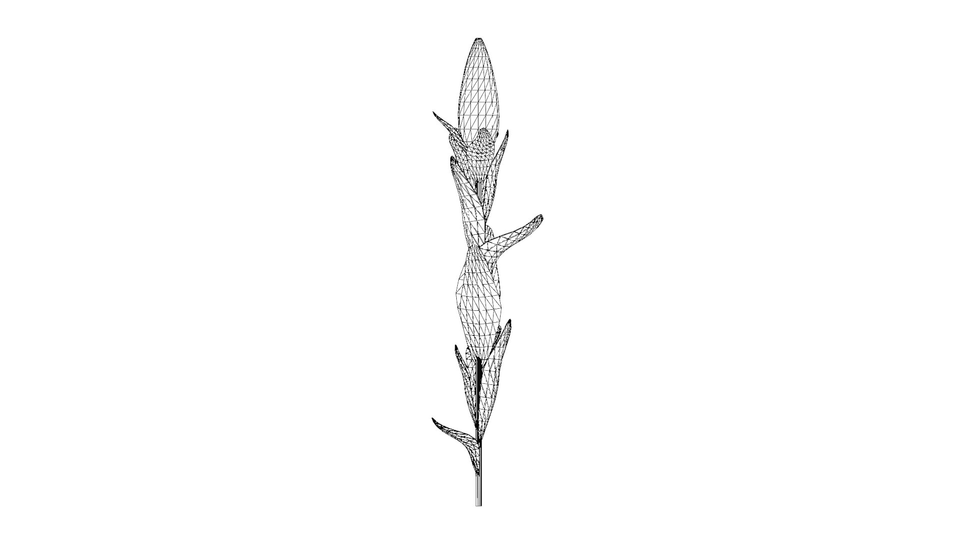 Corn Plant 3D model https://p.turbosquid.com/ts-thumb/NI/iW9vmp/eL/44_corn_wireframe/png/1778806996/1920x1080/fit_q87/2c2f6f3ce7310d38a432f915170c8c0f2df49581/44_corn_wireframe.jpg