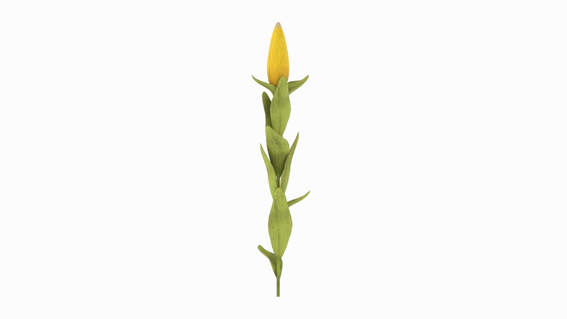 Corn Plant 3D model https://p.turbosquid.com/ts-thumb/NI/iW9vmp/eO/corn_15/png/1778806910/1920x1080/fit_q87/fefd5fae6953da61f28f8b4c45ad8061262ca765/corn_15.jpg