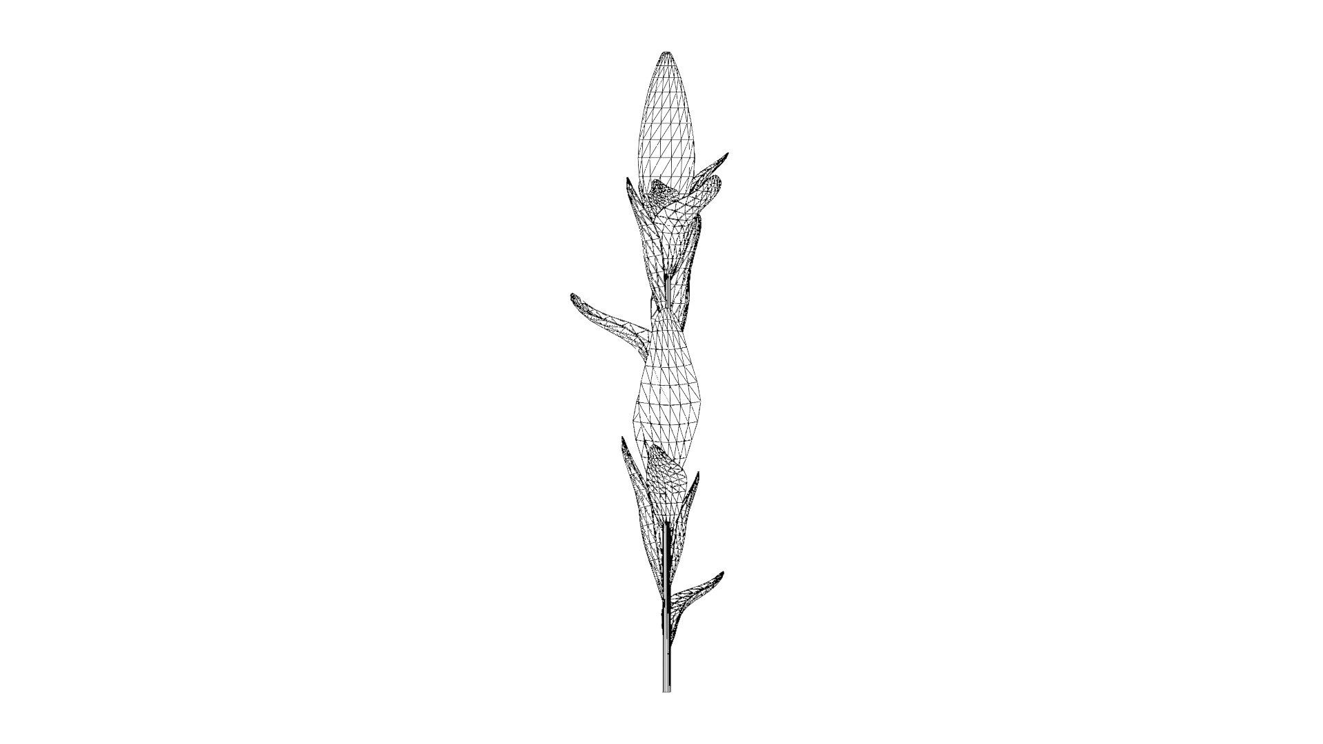 Corn Plant 3D model https://p.turbosquid.com/ts-thumb/NI/iW9vmp/jh/36_corn_wireframe/png/1778806989/1920x1080/fit_q87/505004bf1a5209da5ef1b63f94671364005f916f/36_corn_wireframe.jpg