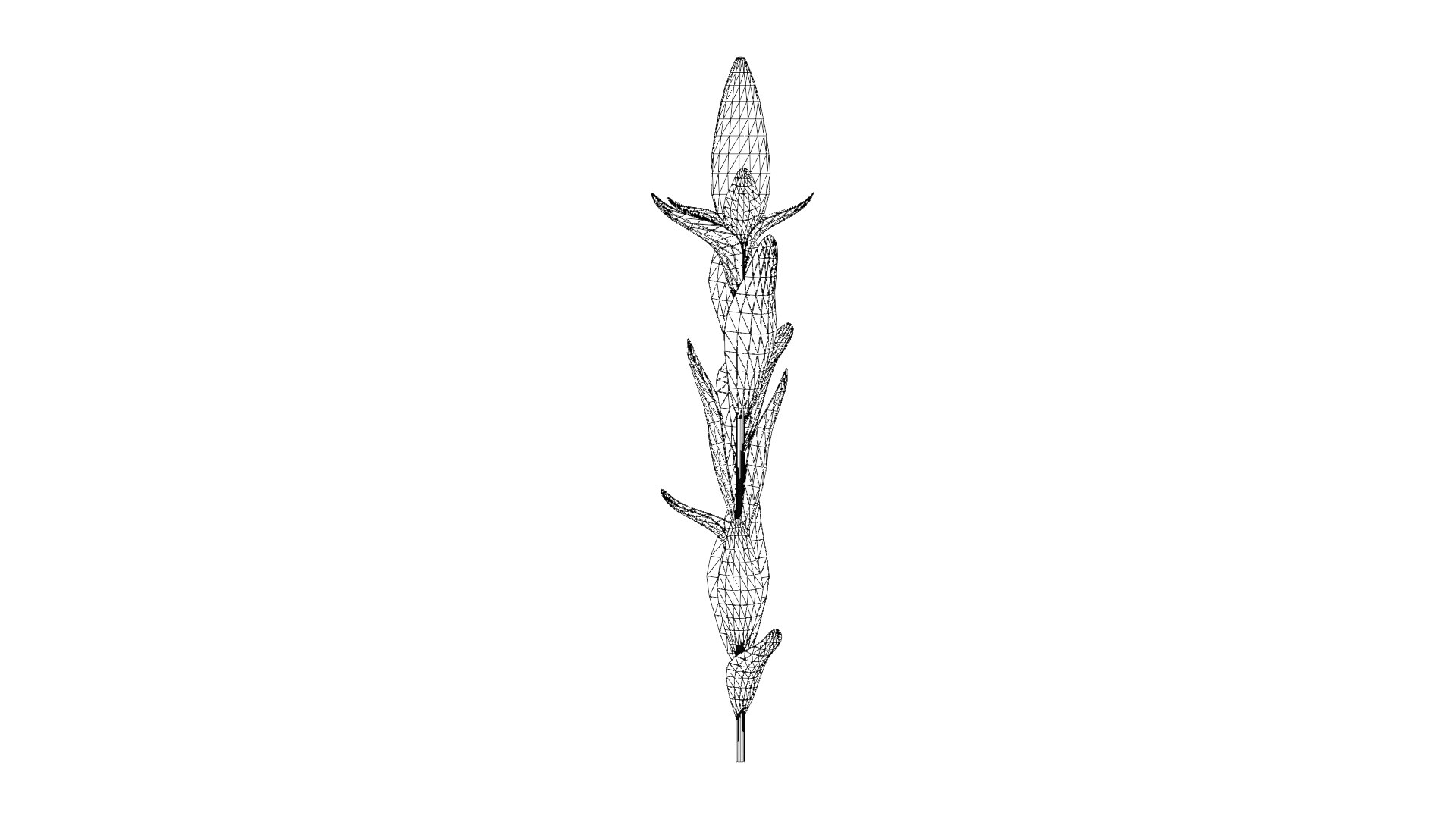 Corn Plant 3D model https://p.turbosquid.com/ts-thumb/NI/iW9vmp/pZ/40_corn_wireframe/png/1778806993/1920x1080/fit_q87/064a1d67e85b8b27740fac28e459400e00106738/40_corn_wireframe.jpg