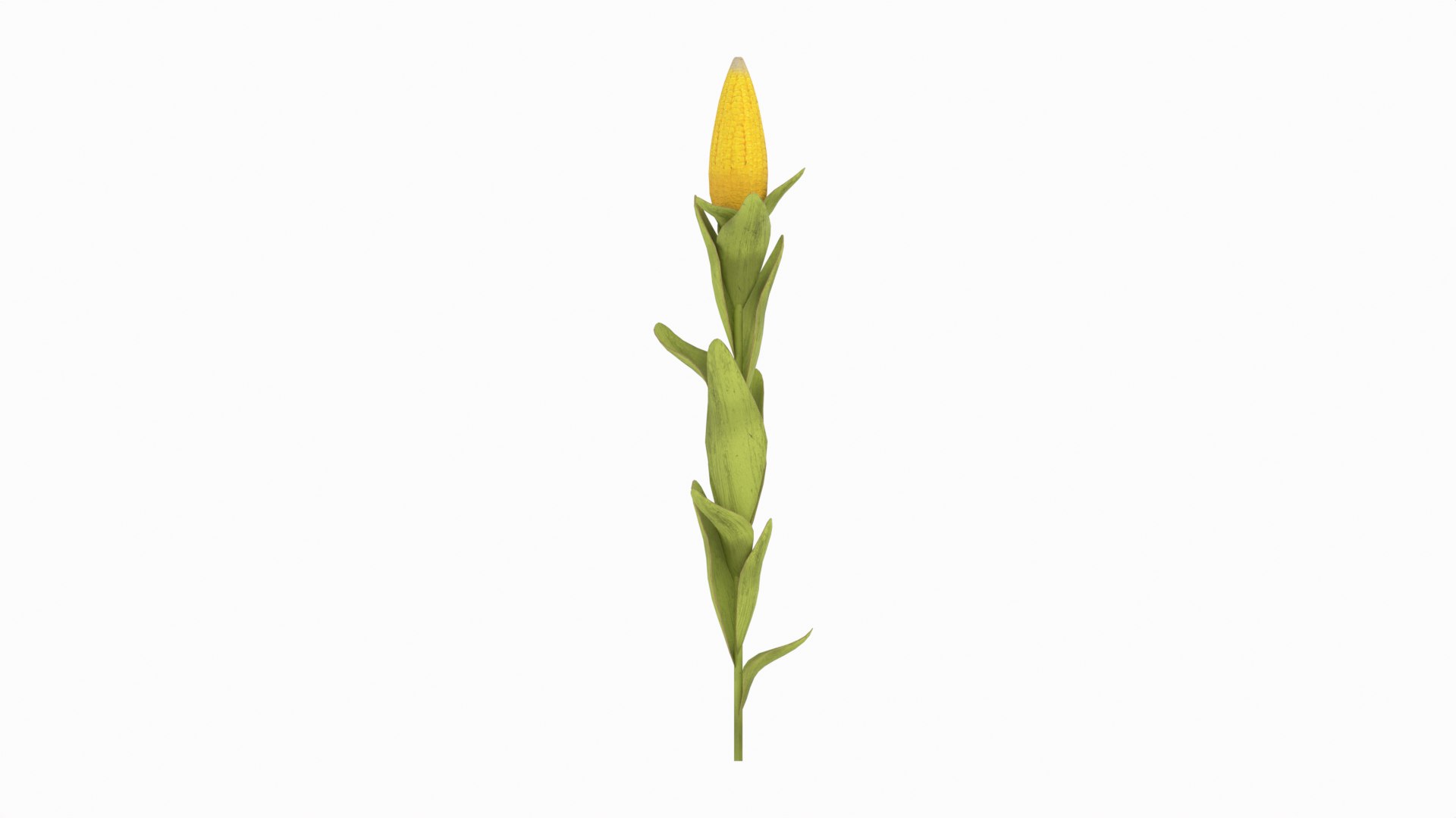 Corn Plant 3D model https://p.turbosquid.com/ts-thumb/NI/iW9vmp/qB/corn_05/png/1778806893/1920x1080/fit_q87/00d3f82a13a588b661c7de08e62e2cdc348b1e72/corn_05.jpg