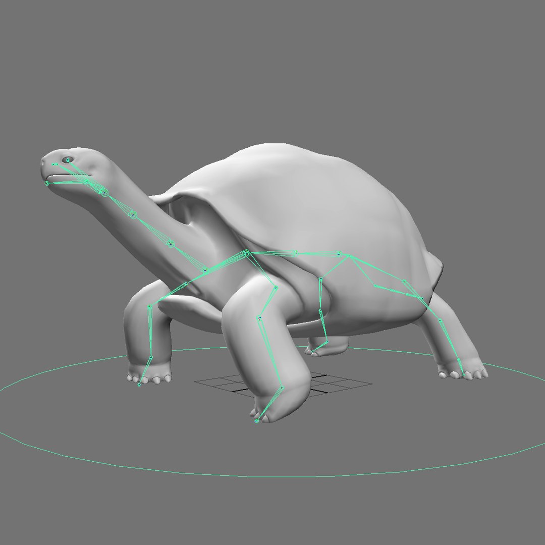 Realistic Giant Tortoise Max