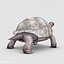 realistic giant tortoise max
