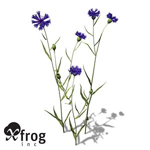 3ds max xfrogplants cornflower plant