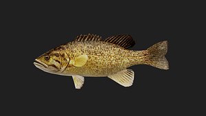 Bass fish 3D model