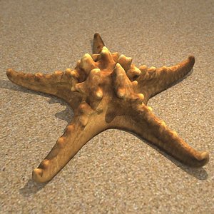 3d model starfish decorating