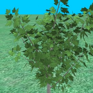 small_maple06