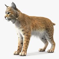 Bobcat Fur